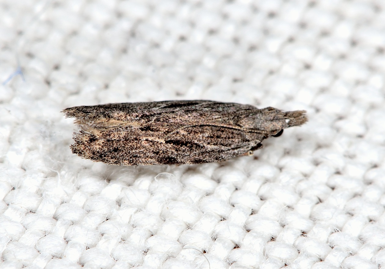 Anarsia lineatella